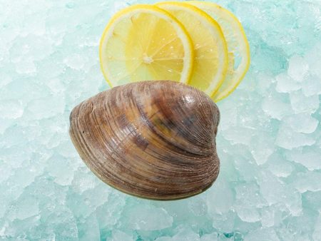 USA Live Cherrystone Clams  (1pc) Online