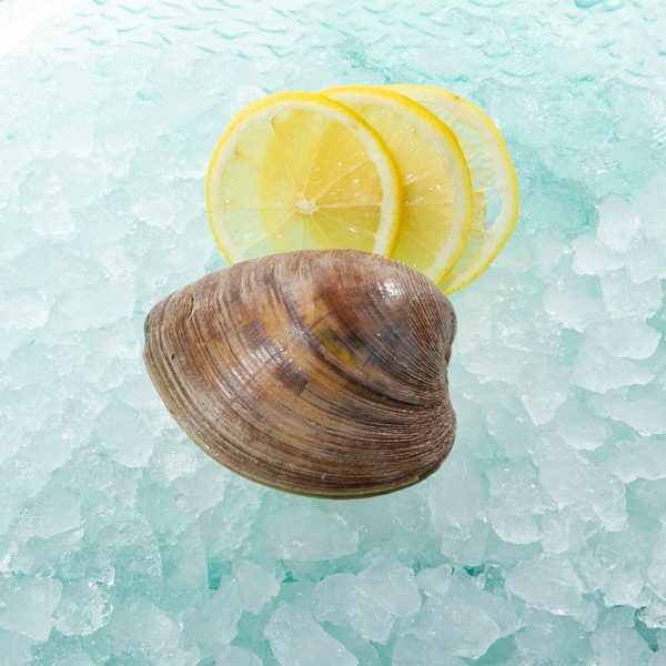 USA Live Cherrystone Clams  (1pc) Online