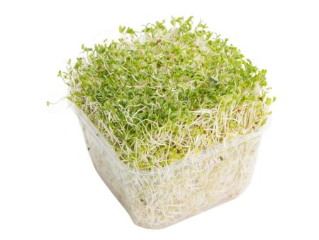 Australia Alfalfa Sprouts  (1pack) Online now