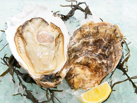 USA Pacific Oyster - Jumbo  (1pc) Online