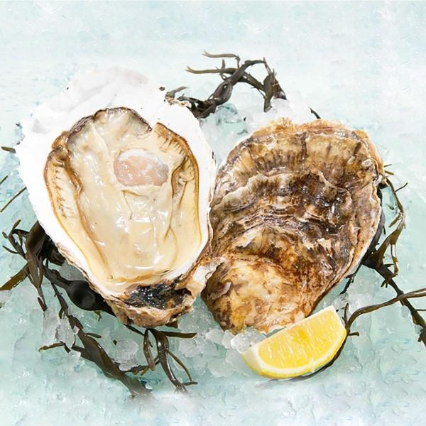 USA Pacific Oyster - Jumbo  (1pc) Online